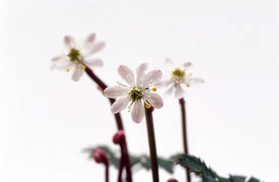 バイカオウレンの種類（原種、品種）｜植物図鑑｜みんなの趣味の園芸