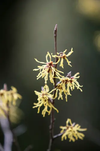 マンサクの種類（原種、品種）｜植物図鑑｜みんなの趣味の園芸（NHK出版）