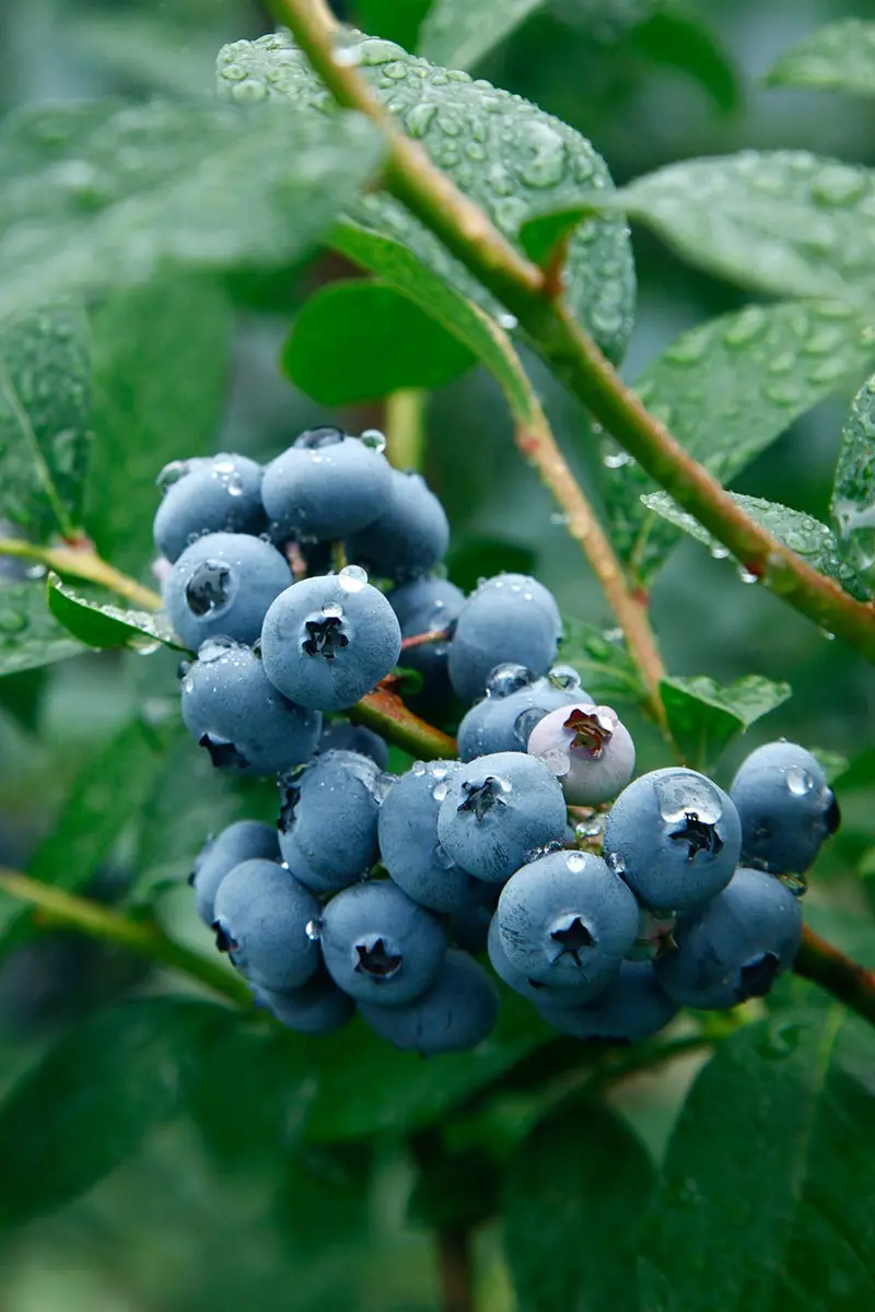 ブルーベリーの種類（原種、品種）｜植物図鑑｜みんなの趣味の園芸