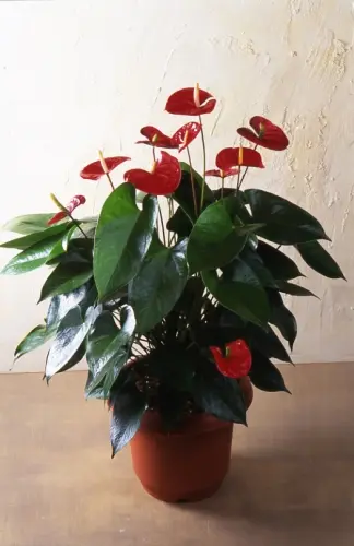 アンスリウムの種類（原種、品種）｜植物図鑑｜みんなの趣味の園芸