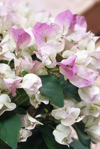 ブーゲンビレアの種類（原種、品種）｜植物図鑑｜みんなの趣味の園芸