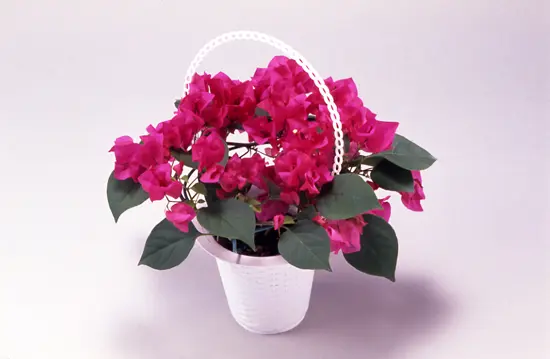 ブーゲンビレアとは｜育て方がわかる植物図鑑｜みんなの趣味の園芸