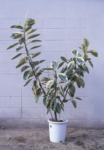 インドゴムノキ（フィカス・エラスティカ）の種類（原種、品種）｜植物