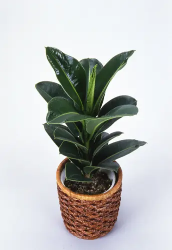 インドゴムノキ（フィカス・エラスティカ）の種類（原種、品種）｜植物