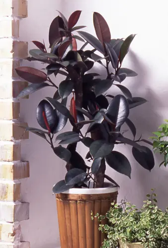 インドゴムノキ（フィカス・エラスティカ）の種類（原種、品種）｜植物