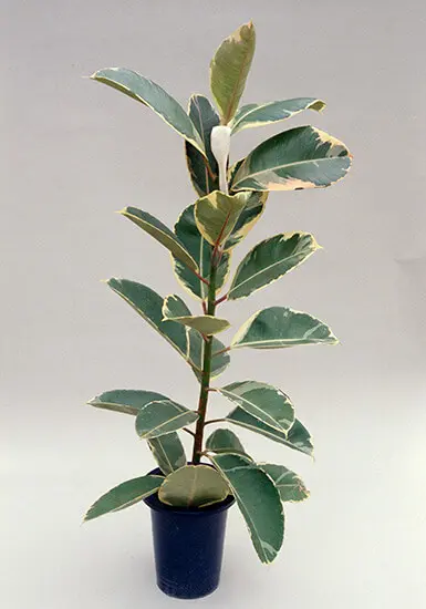 インドゴムノキ（フィカス・エラスティカ）の種類（原種、品種）｜植物