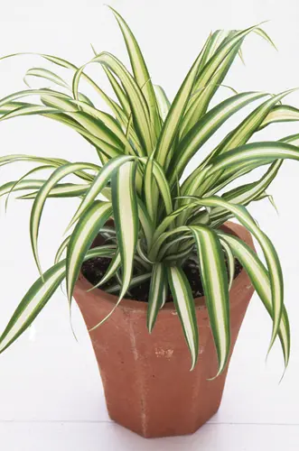 オリヅルランとは｜育て方がわかる植物図鑑｜みんなの趣味の園芸（NHK