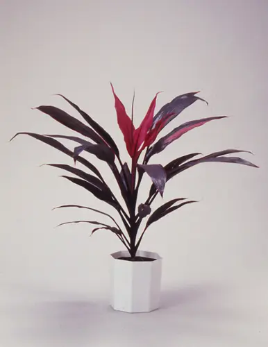 コルジリネ 品種名不明 コルジリネの種類（原種、品種）｜植物図鑑｜みんなの趣味の園芸（NHK
