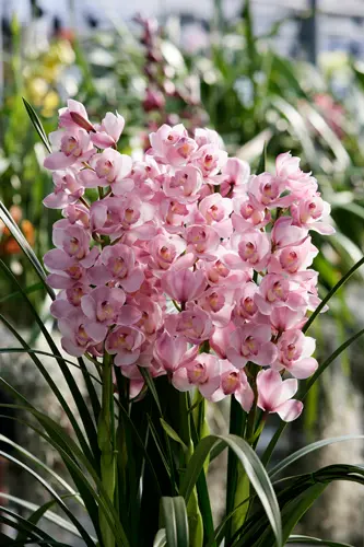 シンビジウム（シンビジューム）の種類（原種、品種）｜植物図鑑