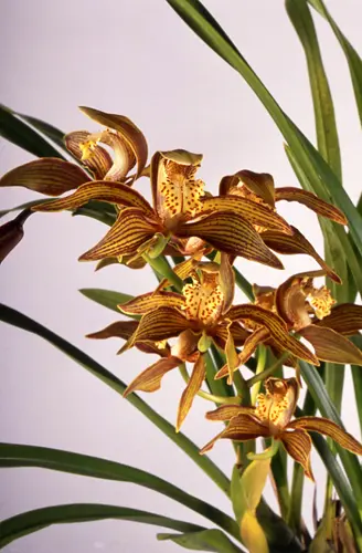 シンビジウム（シンビジューム）とは｜育て方がわかる植物図鑑