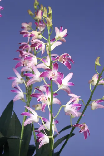 デンドロビウム・キンギアナム系の種類（原種、品種）｜植物図鑑