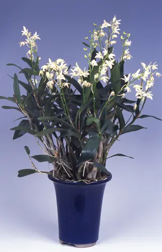 デンドロビウム・キンギアナム系とは｜育て方がわかる植物図鑑