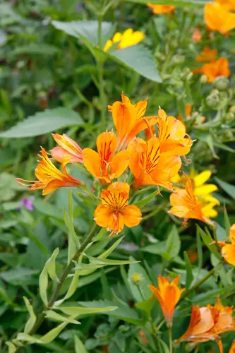 アルストロメリアとは｜育て方がわかる植物図鑑｜みんなの趣味の園芸