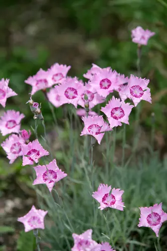 ナデシコ Amazon.co.jp: 【 遊戯王】 烈華砲艦ナデシコ ノーマル《 コレクターズ