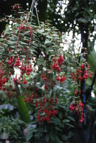フクシアとは｜育て方がわかる植物図鑑｜みんなの趣味の園芸（NHK出版）