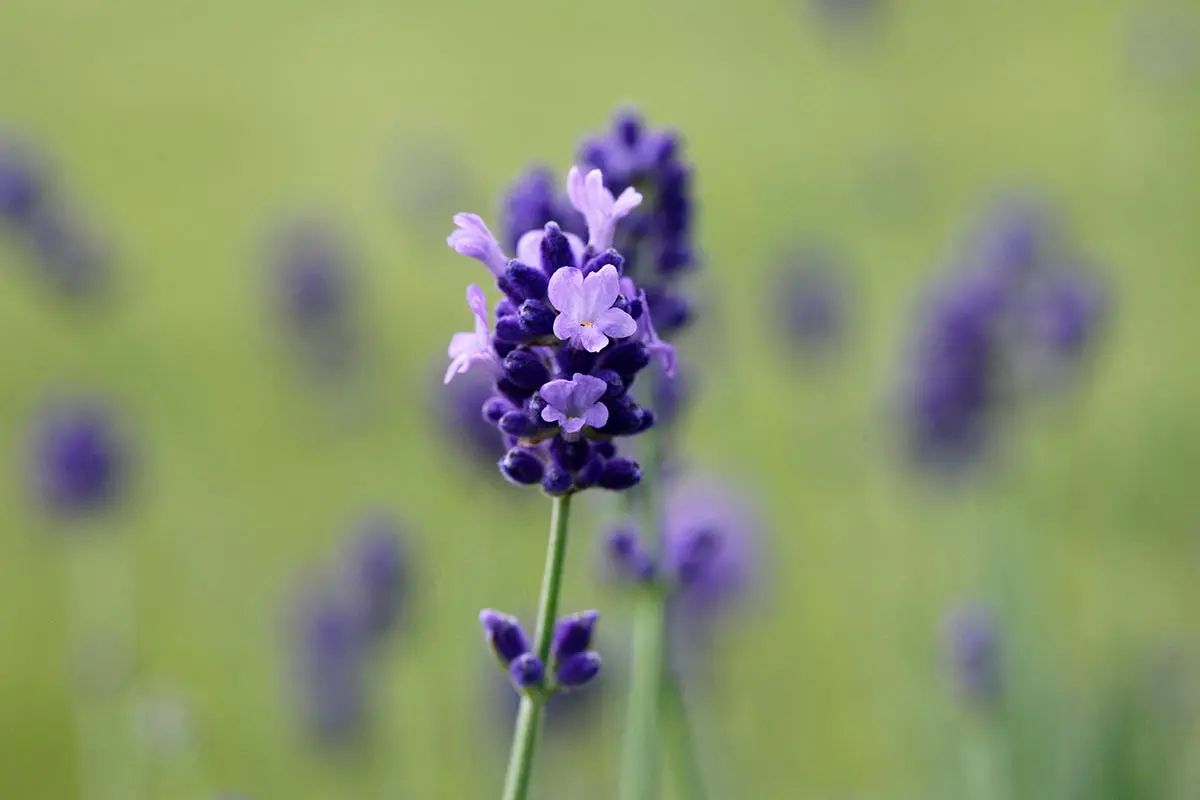 ラベンダーの種類（原種、品種）｜植物図鑑｜みんなの趣味の園芸（NHK