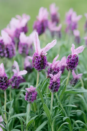 ラベンダーの種類（原種、品種）｜植物図鑑｜みんなの趣味の園芸（NHK