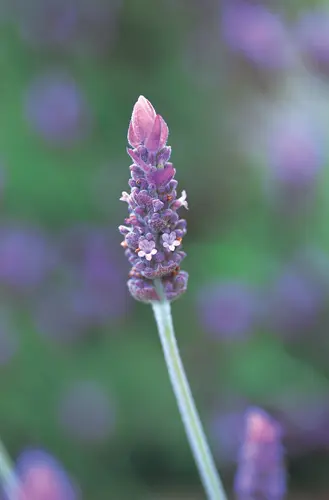 ラベンダーの種類（原種、品種）｜植物図鑑｜みんなの趣味の園芸（NHK