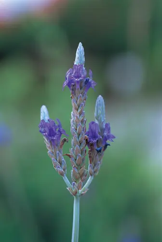 ラベンダーの種類（原種、品種）｜植物図鑑｜みんなの趣味の園芸（NHK