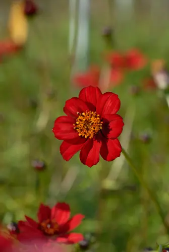 チョコレートコスモスの種類（原種、品種）｜植物図鑑｜みんなの趣味の