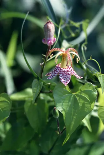 ホトトギスの種類（原種、品種）｜植物図鑑｜みんなの趣味の園芸（NHK