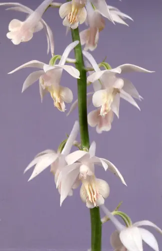 エビネ（春咲き）の種類（原種、品種）｜植物図鑑｜みんなの趣味の園芸