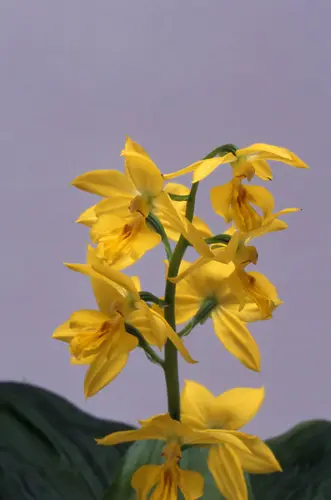 エビネ（春咲き）の種類（原種、品種）｜植物図鑑｜みんなの趣味の園芸