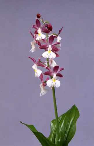 エビネ（春咲き）の種類（原種、品種）｜植物図鑑｜みんなの趣味の園芸