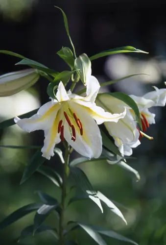 ヤマユリの種類（原種、品種）｜植物図鑑｜みんなの趣味の園芸（NHK出版）