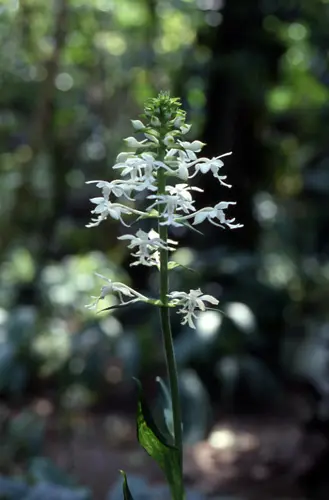 グリーンアイ　夏咲きエビネ　28株 エビネ（夏咲き）とは｜育て方がわかる植物図鑑｜みんなの趣味の園芸
