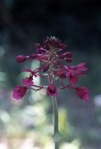 エビネ（夏咲き）の種類（原種、品種）｜植物図鑑｜みんなの趣味の園芸