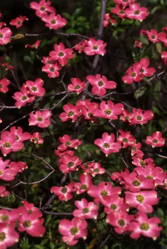 ハナミズキの種類（原種、品種）｜植物図鑑｜みんなの趣味の園芸（NHK