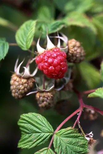 ラズベリーの種類（原種、品種）｜植物図鑑｜みんなの趣味の園芸（NHK
