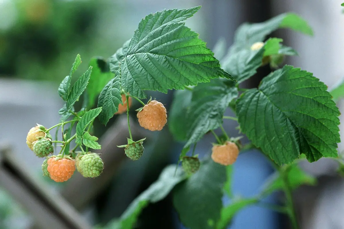 ラズベリーの種類（原種、品種）｜植物図鑑｜みんなの趣味の園芸（NHK