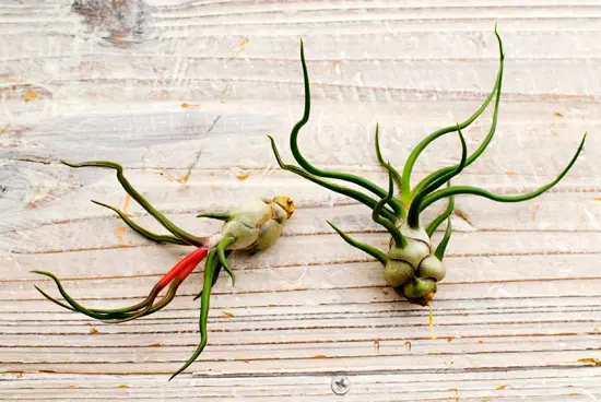 チランジア（ティランジア、エアプランツ）の種類（原種、品種）｜植物