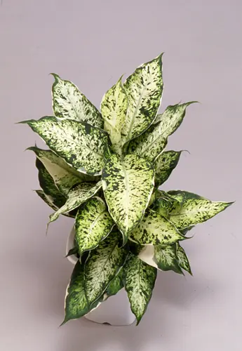 ディフェンバキアの種類（原種、品種）｜植物図鑑｜みんなの趣味の園芸