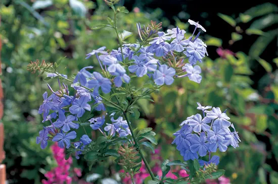 ルリマツリ　ブルペンバコ 園芸ネット本店｜[26年4月下旬予約]プルンバーゴ（ルリマツリ