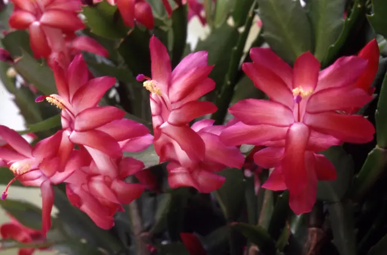 シャコバサボテンの種類（原種、品種）｜植物図鑑｜みんなの趣味の園芸