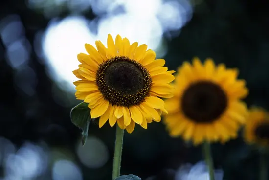 ヒマワリの種類（原種、品種）｜植物図鑑｜みんなの趣味の園芸（NHK出版）