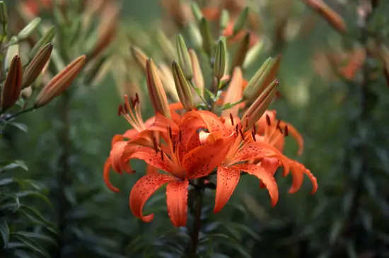 ユリ（百合）の種類（原種、品種）｜植物図鑑｜みんなの趣味の園芸