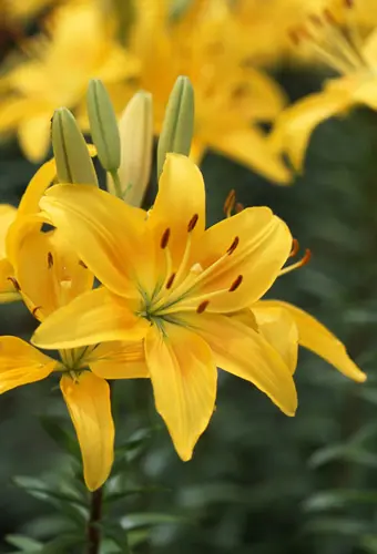 ユリ（百合）の種類（原種、品種）｜植物図鑑｜みんなの趣味の園芸