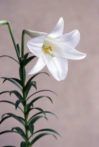 ユリ（百合）の種類（原種、品種）｜植物図鑑｜みんなの趣味の園芸