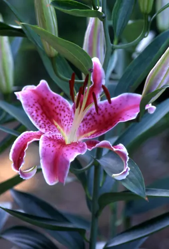 ユリ（百合）の種類（原種、品種）｜植物図鑑｜みんなの趣味の園芸