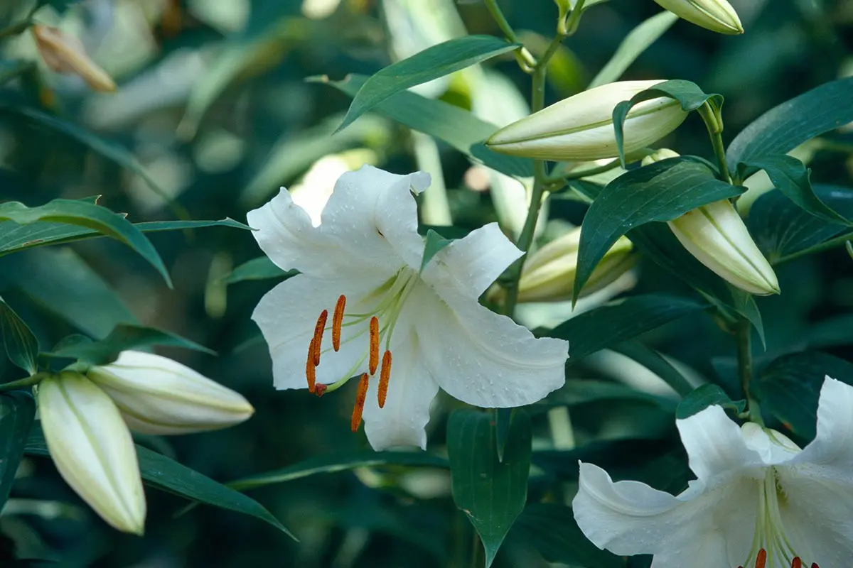 ユリ（百合）の種類（原種、品種）｜植物図鑑｜みんなの趣味の園芸