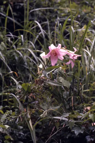 ユリ（百合）の種類（原種、品種）｜植物図鑑｜みんなの趣味の園芸