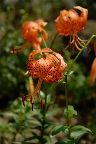ユリ（百合）の種類（原種、品種）｜植物図鑑｜みんなの趣味の園芸