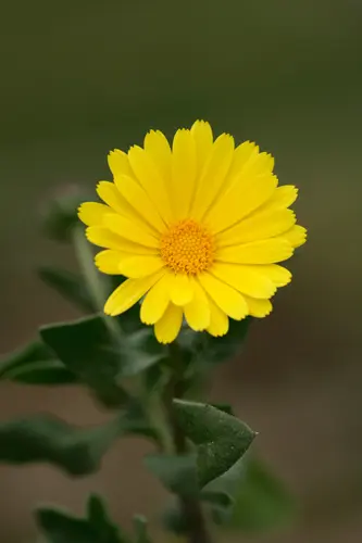 カレンデュラページ カレンデュラ（キンセンカ）の種類（原種、品種）｜植物図鑑｜みんなの
