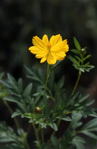 キバナコスモス　50000粒以上 キバナコスモス 50000粒以上 キバナコスモスの種類（原種、品種