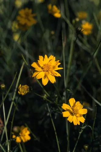 キバナコスモスの種類（原種、品種）｜植物図鑑｜みんなの趣味の園芸