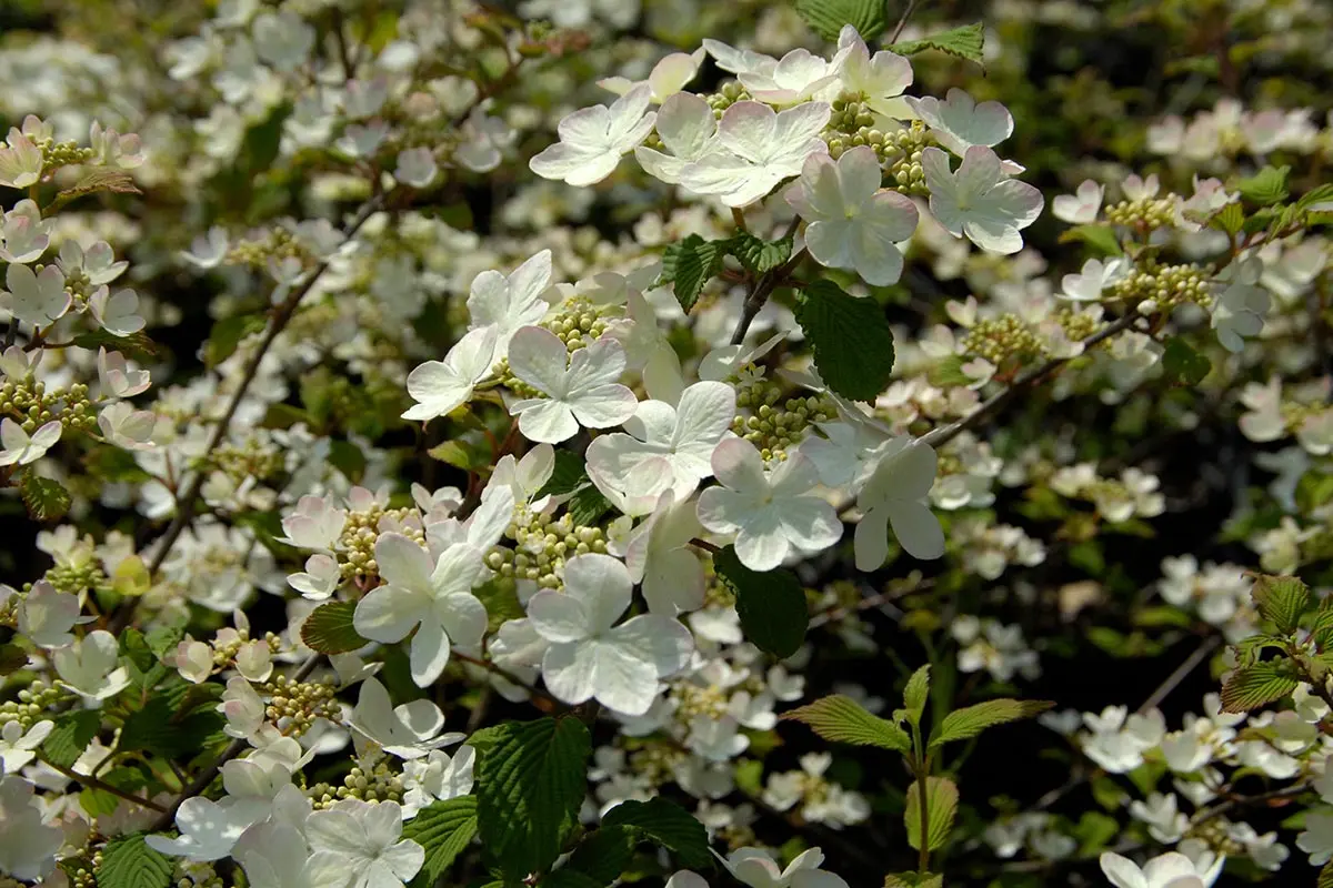 オオデマリの種類（原種、品種）｜植物図鑑｜みんなの趣味の園芸（NHK
